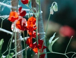 Blumen im Garten