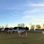 Die Ballermann Ranch in Niedersachsen gehört zu Gut Aiderbichl - Die Heimat der geretteten Tiere