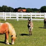 Gut Aiderbichl Ponys u. Esel auf der Ballermann Ranch in Blockwinkel