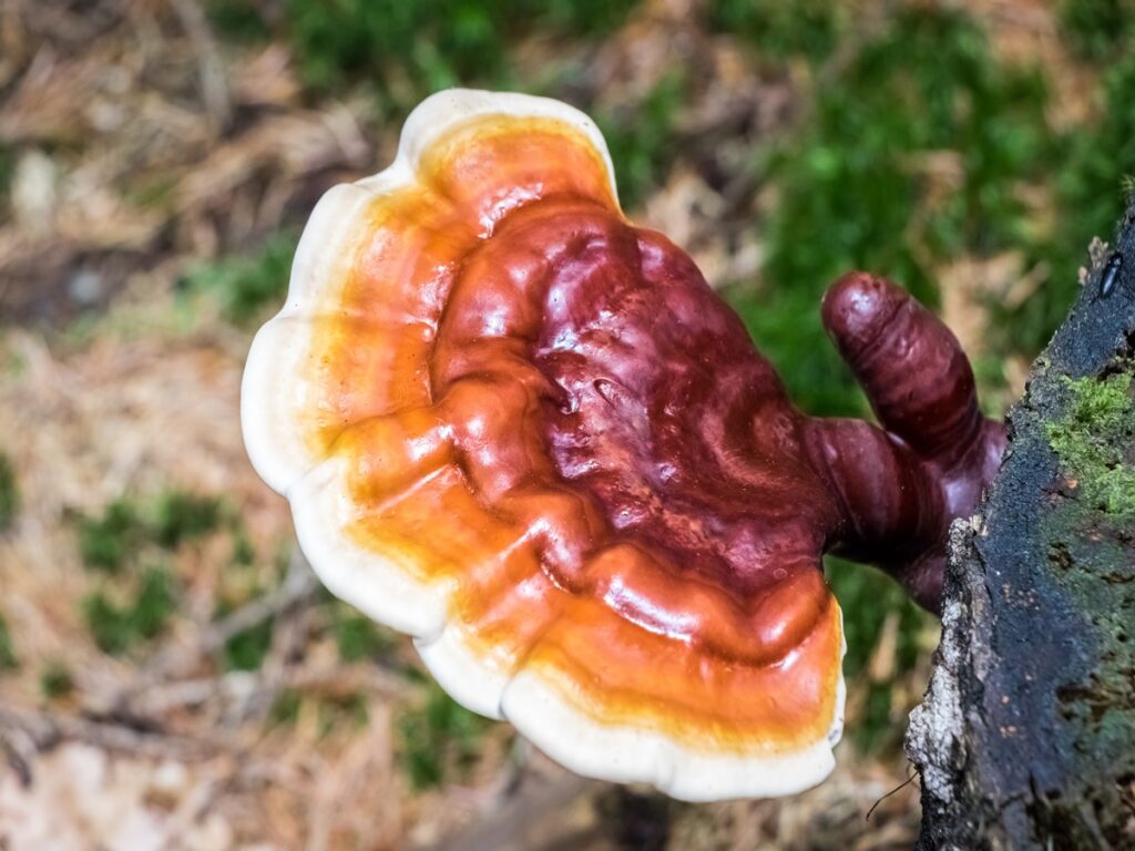 Reishi-Pilz; Quelle: Depositphotos