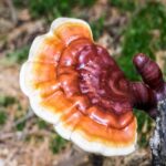 Reishi-Pilz; Quelle: Depositphotos