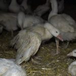 Deutsches Tierschutzbüro veröffentlicht Undercover-Bildmaterial aus deutschem Gänsemastbetrieb