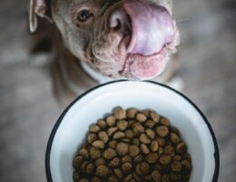 Nachhaltig und gesund: Hundefutter auf Insektenbasis (© Nicole Behling Photography)