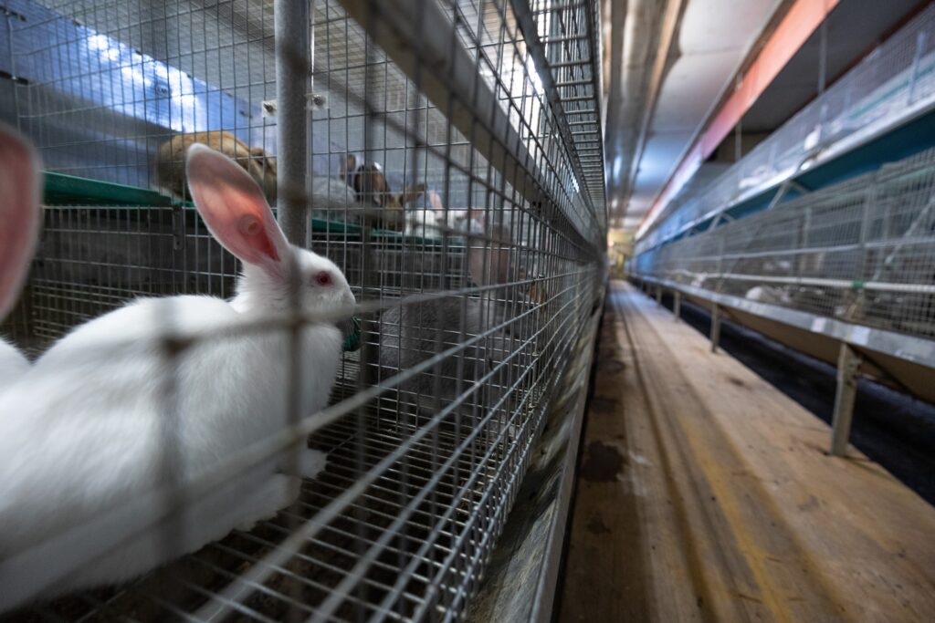 Siemens führt Tierversuche mit Kaninchen aus Skandal-Betrieb durch - Veterinäramt stellt Strafanzeige gegen Siemens Zuliefererbetr