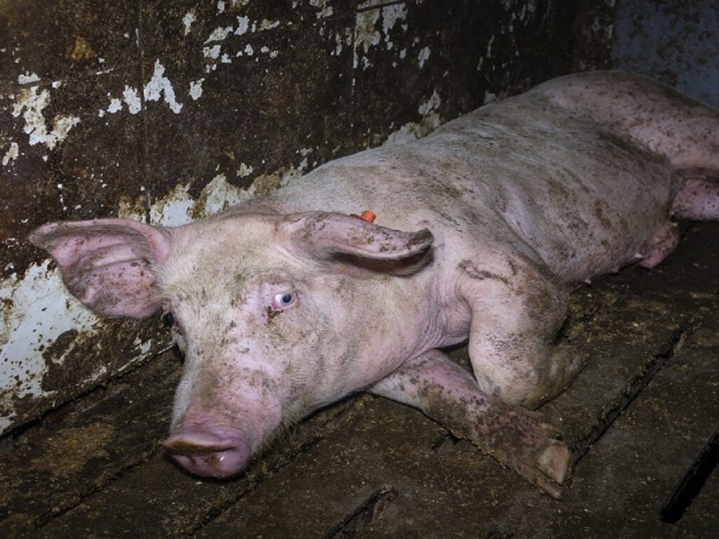 Nach Aufdeckung Von Tierquälerei In Westfleisch Zuliefererbetrieb In Velen Landwirt Muss Sich 6794