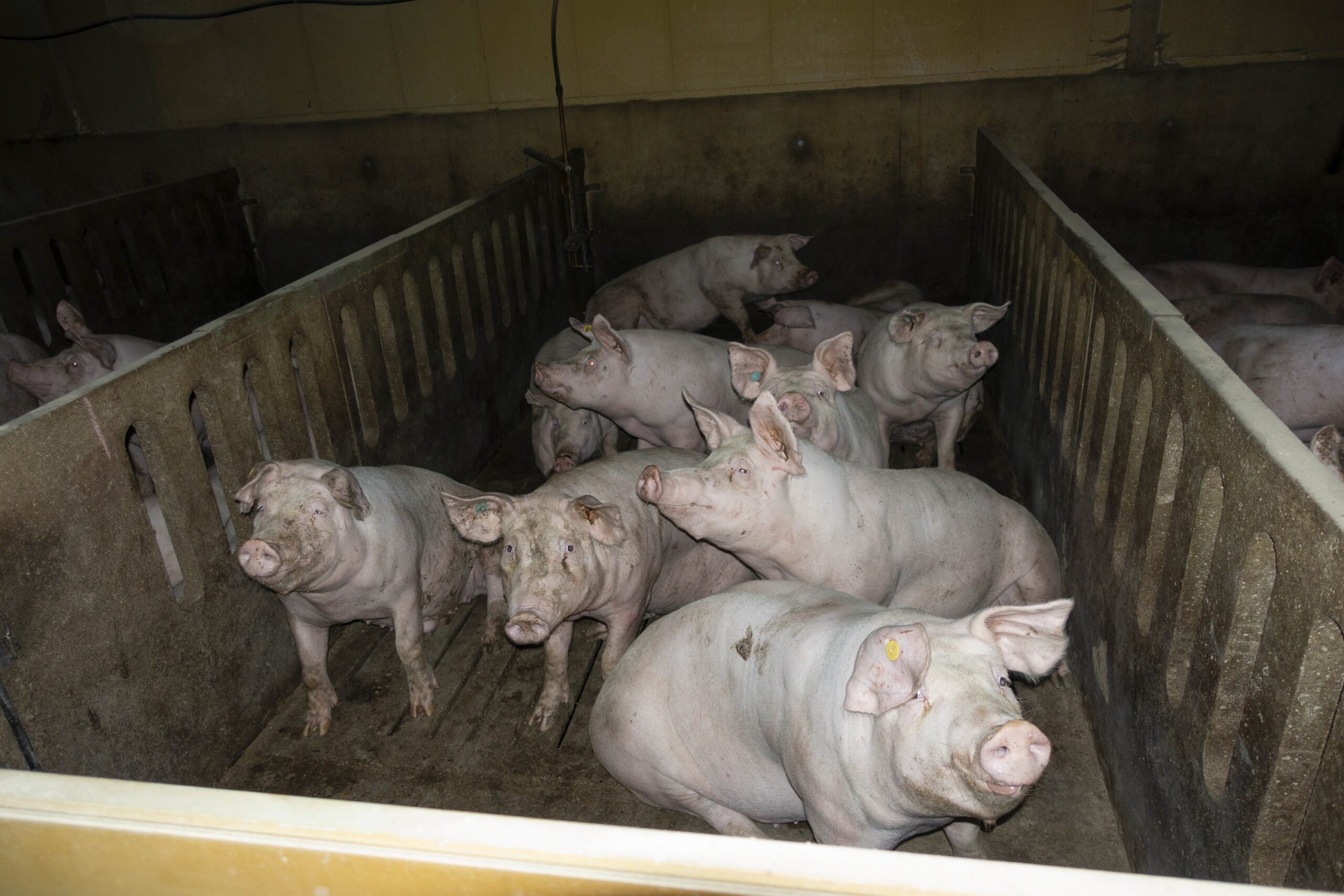 Verantwortliche Der Größten Schweinemast Niedersachsens Stehen Weiterhin Vor Gericht Fair News 6226