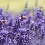 Mit dem Bienenmodell lässt sich der Lohn auch ohne Gehaltserhöhung vermehren. Der Vortragsredner Jean Meyer erklärt