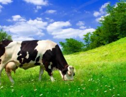 Holsteiner Kuh auf der Weide