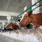 Nicht mehr Zeitgemäß: Anbinde Milchkuhstall