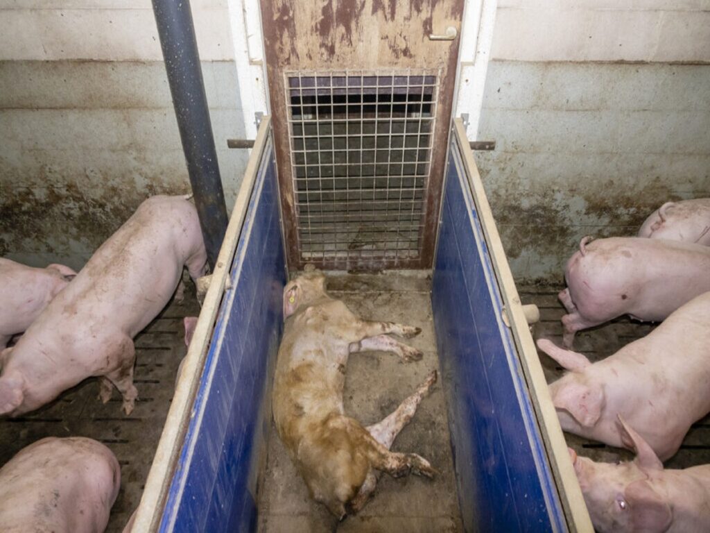 Die Aufdeckung Von Tierquälerei In Schweinemastbetrieb In Kleve Hat Massive Folgen Für Landwirt 7073