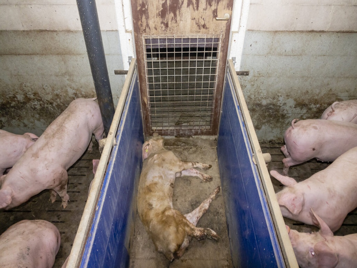 Die Aufdeckung Von Tierquälerei In Schweinemastbetrieb In Kleve Hat Massive Folgen Für Landwirt 7941
