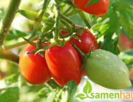 Tomaten aus dem eigenen Garten