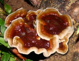 Der Vitalpilz Reishi  (© )