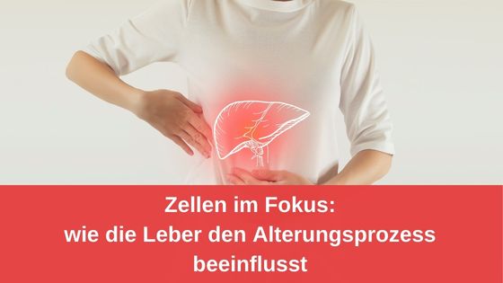 Zellen im Fokus: wie die Leber den Alterungsprozess beeinflusst / Redaktion bioresonanz-zukunft.de (Die Bildrechte liegen bei dem Verfasser der Mitteilung.)