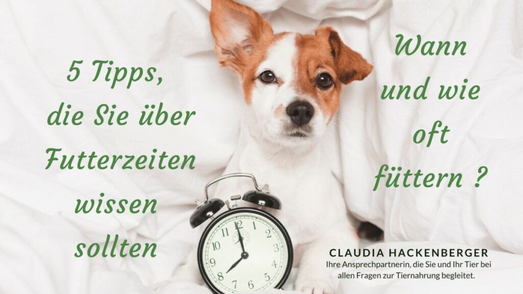 Optimale Fütterungszeiten für Ihren Hund (© 2023 Claudia Hackenberger - erstellt mit Canva Premium)