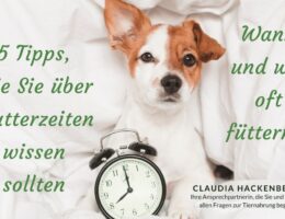 Optimale Fütterungszeiten für Ihren Hund (© 2023 Claudia Hackenberger - erstellt mit Canva Premium)