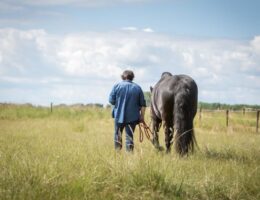 Trauerbegleitung mit Pferd (© Anabel Schröder)