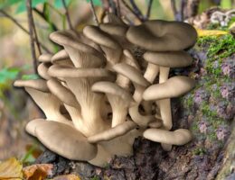 Der Vitalpilz Pleurotus ostreatus (© )