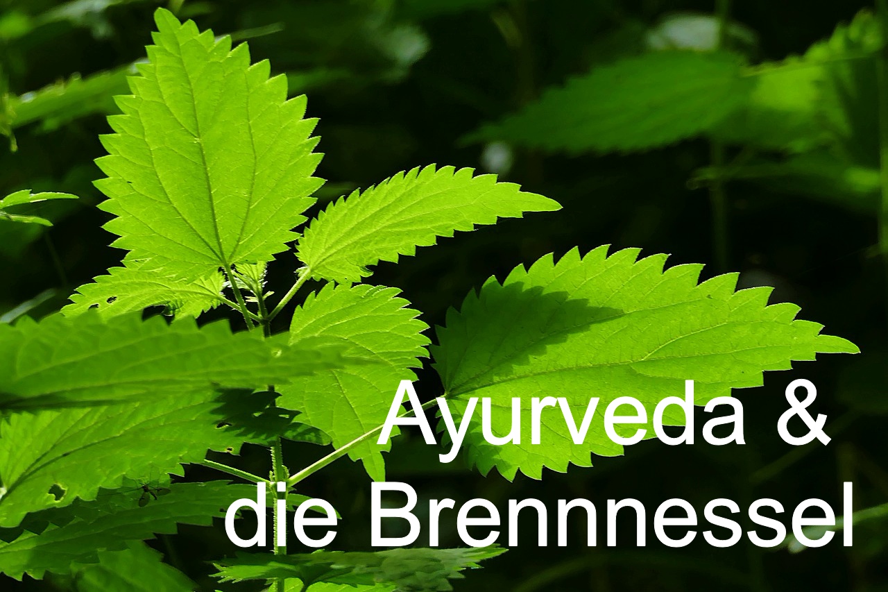 Ayurveda - Brennnessel - Detox (Die Bildrechte liegen bei dem Verfasser der Mitteilung.)