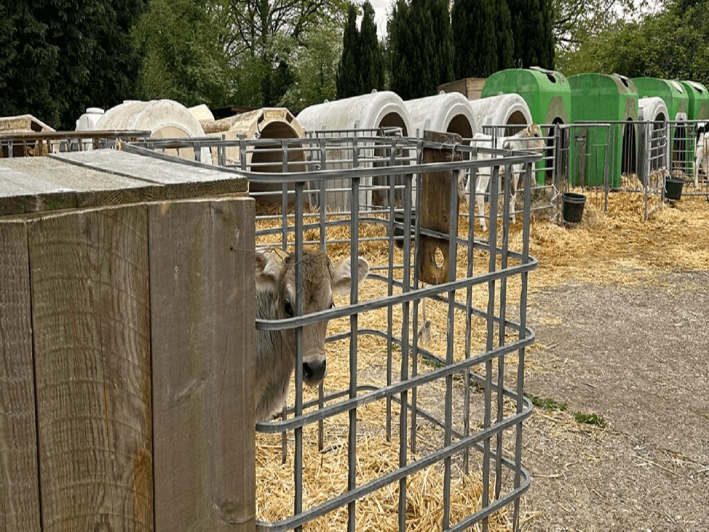 Bioland-Landwirt hält Kälber in aufgeschnittenen Glascontainern - ANINOVA deckt Missstände auf