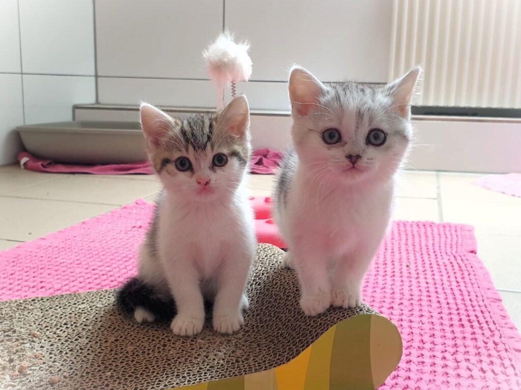 Sie beiden Katzenbabys wurden vom BDT-Team gerettet (Die Bildrechte liegen bei dem Verfasser der Mitteilung.)