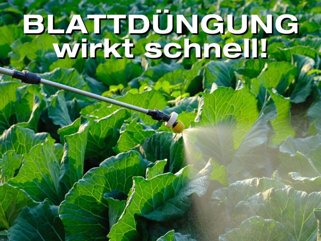 Blattdüngung wirkt schnell (© iStockphoto.com)