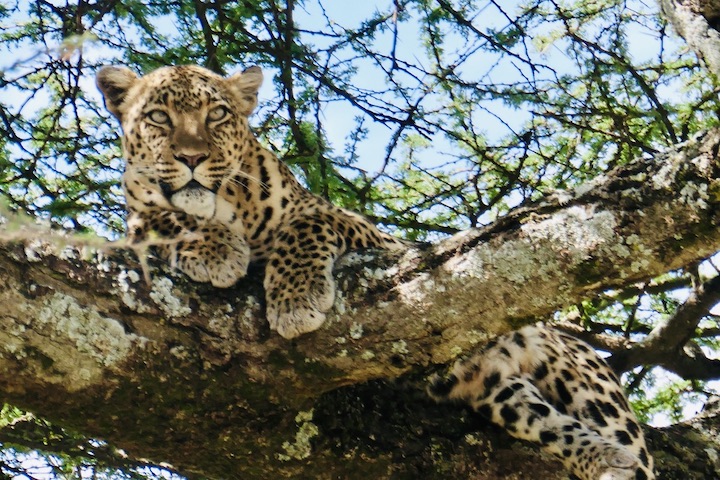 Leopard in Botswana (Die Bildrechte liegen bei dem Verfasser der Mitteilung.)