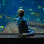 Faszination Unterwasserwelt: Das Meeresbildungsprogramm von Ocean Berlin richtet sich an Kinder alle (Bildquelle: Unsplash)