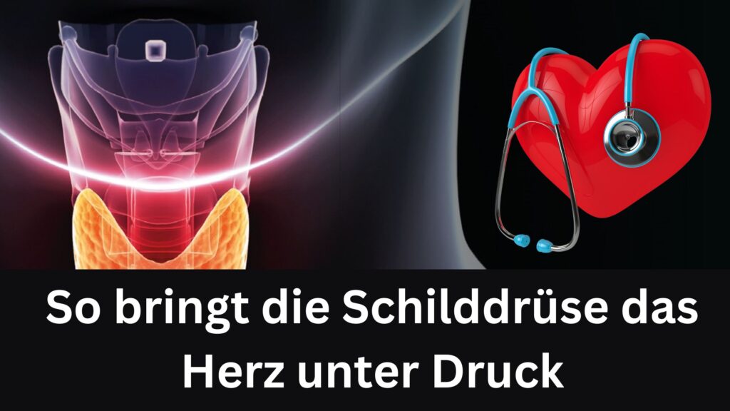 So bringt die Schilddrüse das Herz unter Druck / Redaktion bioresonanz-zukunft.de (Die Bildrechte liegen bei dem Verfasser der Mitteilung.)