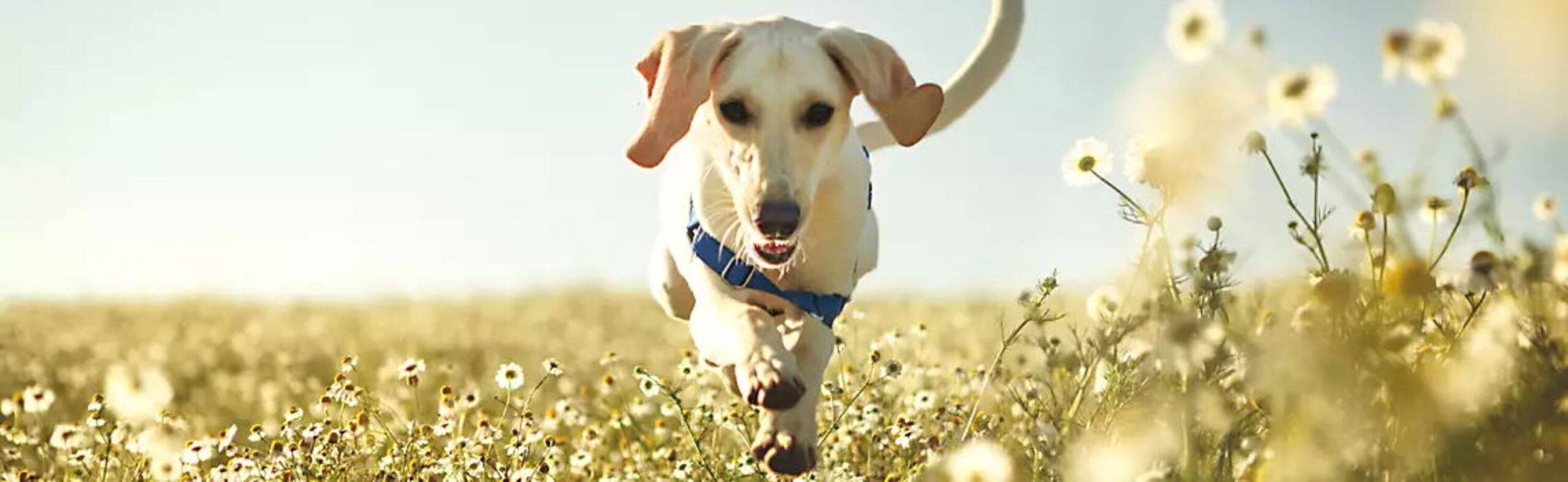 Premium Hundefutter und Katzenfutter in der Lakefields Manufaktur