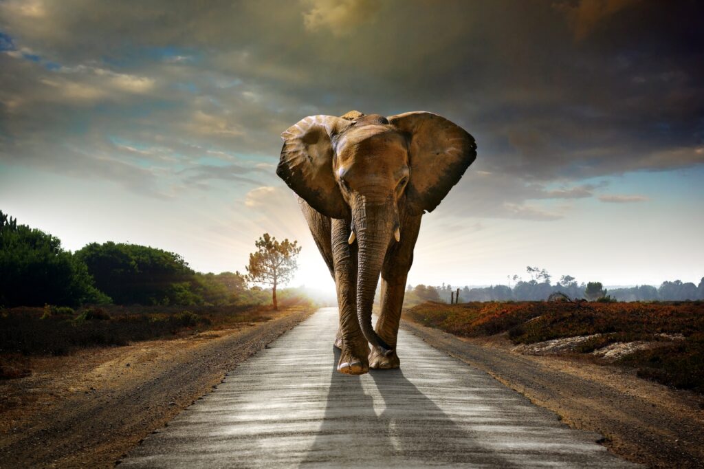Tembo bedeutet auf Suaheli Elefant; Quelle: Depositphotos
