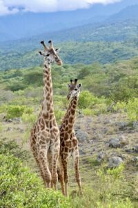 Tansania - Giraffen in traumhafter Landschaft (Die Bildrechte liegen bei dem Verfasser der Mitteilung.)