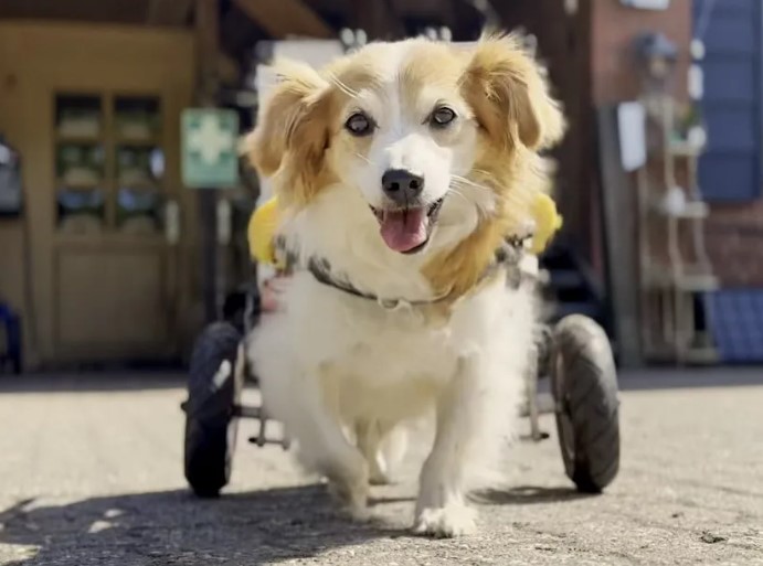 Ein Rolli-Hund vom Tierschutzhof De Hun`nenhoff (Die Bildrechte liegen bei dem Verfasser der Mitteilung.)