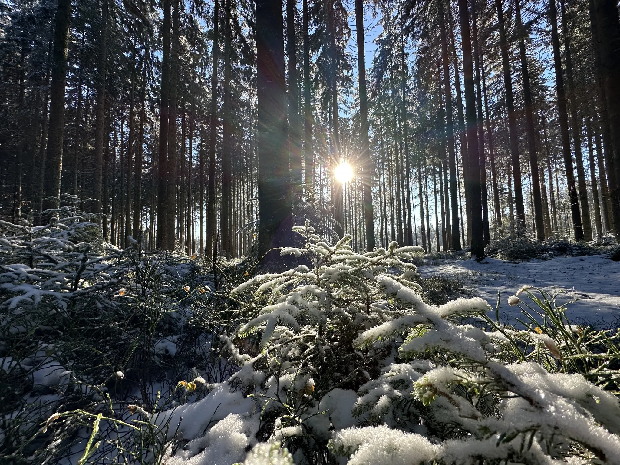 Sonnenhof-Sonnhalde mit neuem Artikel zu Wanderpfaden im Schwarzwald